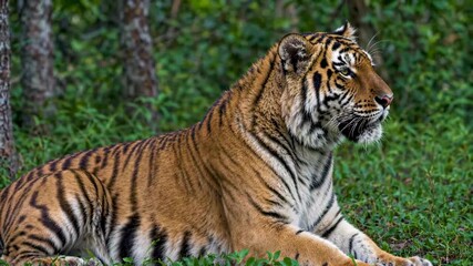 Tigers resting in the wild