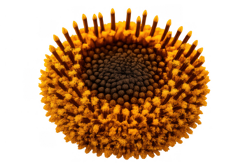 Sunflower disk florets showing detailed pollen and stamens, golden center on transparent background