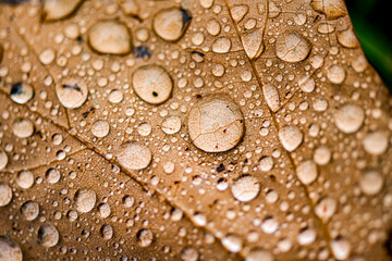 Macro raindrops on a brown autumn leaf