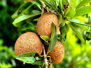 Tropical Sapodilla Fruit (Manilkara zapota) Hanging on a Tree Branch