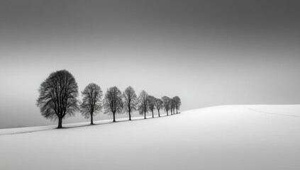 Bare trees stand in a neat row across a snow-covered field.