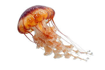 Hybrid Windmill–Jellyfish Creature Design on Transparent Background