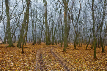 frozen vinter forest with ground road pass through