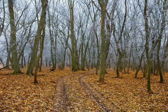 frozen vinter forest with ground road pass through