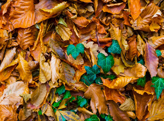 closeup red  dry  leaves on ground, beautiful seasonal natural background