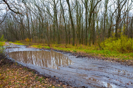 ground road in mud with puddle among the forest