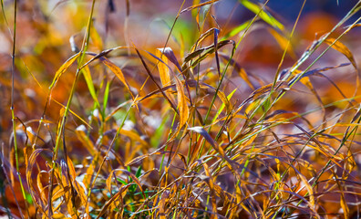 closeup forest glade in grass at the bright autumn day