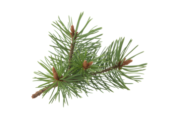 Fresh pine needles and small pinecones cluster isolated on transparent background