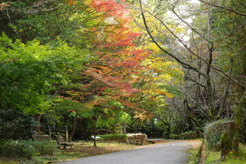 綺麗な紅葉が始まった公園の小路