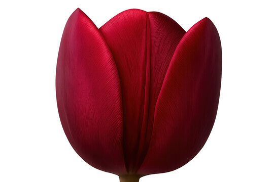Elegant red tulip bud standing upright, symbolizing love, passion, and spring's fresh bloom, transparent background