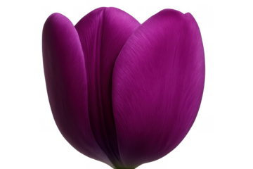 Purple tulip bud showing delicate petals on a stem, blooming for spring. Transparent background, perfect for design elements