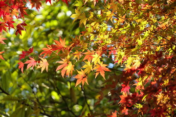 綺麗に色づき始めた秋のもみじ