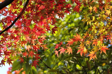 綺麗に色づき始めた秋のもみじ