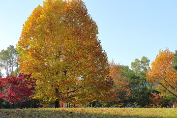 黄色く色づいた公園の広場の大木