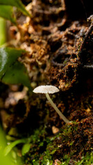 Tiny White Mushroom Growing in Decay Macro