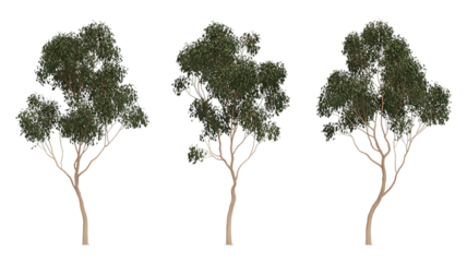 Set of Eucalyptus amygdalina (commonly known as black peppermint) frontal isolated png in sunny daylight on a transparent background perfectly cutout