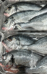 Fresh whole fish packed in clear plastic tray