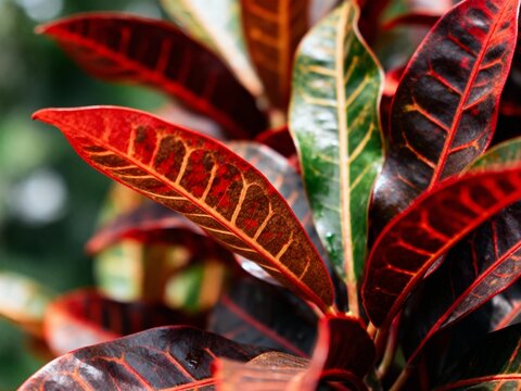 close-up of the vibrant red and green leaves on an oval, potted croton plant