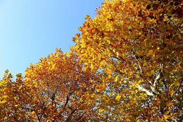 季節の移り変わりを感じる秋の風景