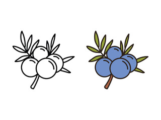 Juniper berries icon, fruit graphic for logo or web design