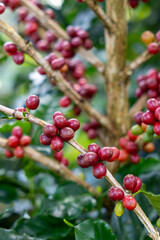 Coffee plant with clusters of ripe red coffee cherries
