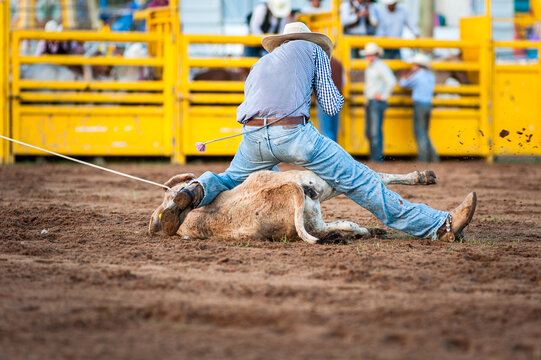 A cowboy competing in tie-down roping a calf at a rodeo - horizontal