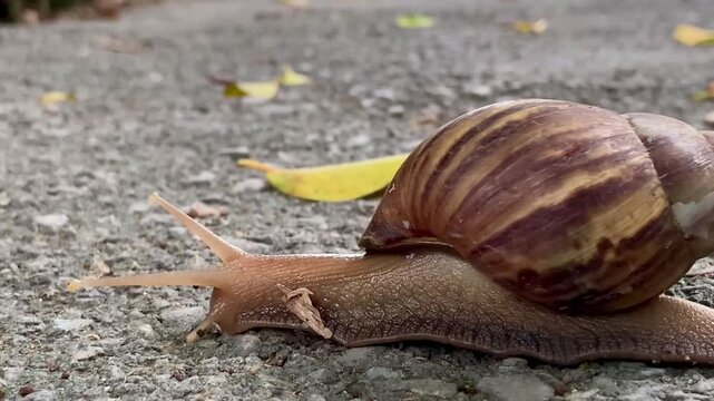 A large brown snail with dry leaf fragment clinging to its body crawls along an asphalt path in a garden. Defocused background of yellow leaves on walkway. Black ant is running nearby.
