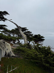 Ghost Trees at Blufftop Trail in Pebble Beach California USA Photo