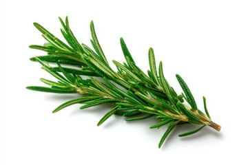 Fototapeta premium A single sprig of fresh rosemary, isolated on a plain white background. Clean studio lighting, no shadows. Ideal for cooking, culinary, or natural ingredient themes.
