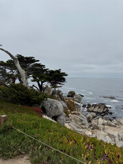 Ghost Trees at Blufftop Trail in Pebble Beach California USA Photo