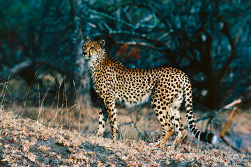 cheetah in the grass