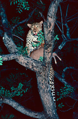 leopard on a tree © Raphael