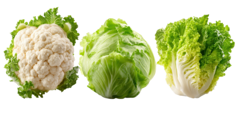 Variety of cabbages including cauliflower, green cabbage and napa cabbage