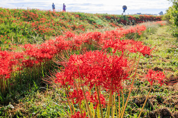 彼岸花咲く里の秋景色　愛知県半田市