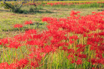 彼岸花咲く里の秋景色　愛知県半田市