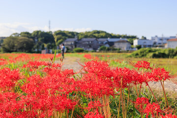 彼岸花咲く里の秋景色　愛知県半田市