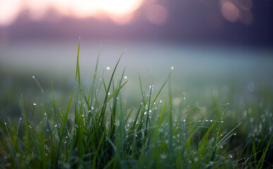 Obraz premium Grass with drops of morning dew in the sunrise light