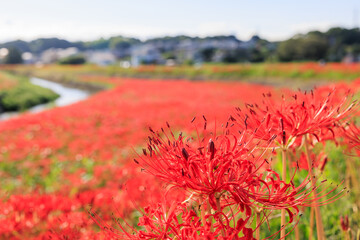 彼岸花咲く里の秋景色　愛知県半田市