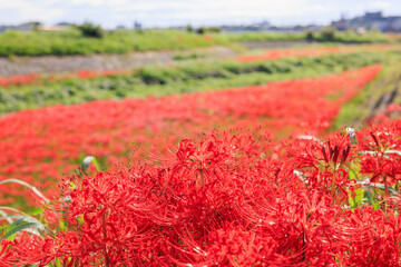 彼岸花咲く里の秋景色　愛知県半田市