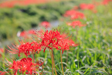 彼岸花咲く里の秋景色　愛知県半田市