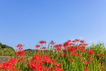彼岸花咲く里の秋景色　愛知県半田市