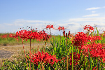 彼岸花咲く里の秋景色　愛知県半田市