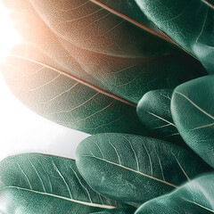 Obraz premium Realistic close-up of green banaba leaves with sunlight filtering through, symbolizing corosolic acid source