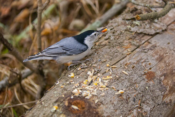White-breasted Nuthatch in the Forest