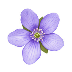 Obraz premium Delicate watercolor liverwort blossom with visible veins isolated on white background