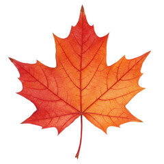 Fototapeta premium Vivid red maple leaf with intricate veining detail isolated on white background
