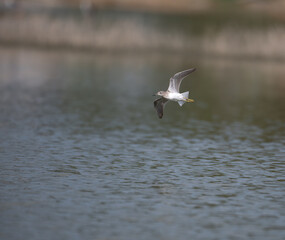 A beautiful Sand piper bird in flight over water. The soft, natural tones of the water, with blurred background.