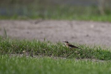 A small yellow wagtail standing among the blades of rich green grass. The background is blurred with green and mud.