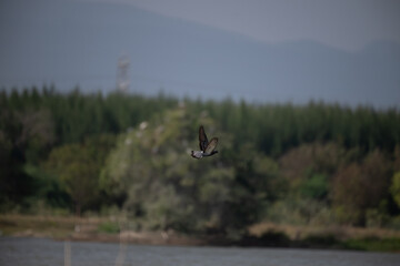 A beautiful pigeon in mid flight against a blurred background,