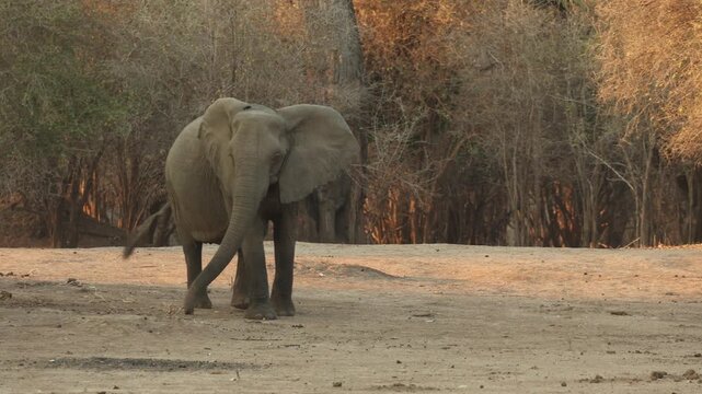 Wide shot of an African elephant walking past a Chacma baboon and briefly stopping to look at the animal, Mana Pools, Zimbabwe.